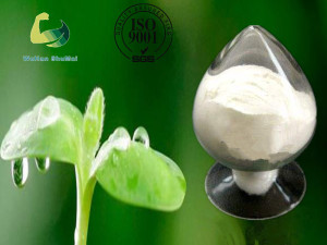 Sodium Cholate CAS 41945-48-6 for Anti-Inflammatory