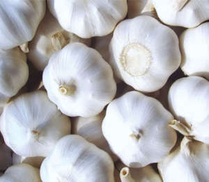 Garlic Powder with High Quality on Sell